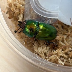 大型兄弟　パプアキンイロクワガタペアの画像