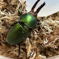 大型兄弟　パプアキンイロクワガタペアの画像