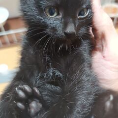 黒猫の子猫／生後約3か月／元気いっぱいです