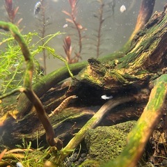 バルーンモーリー稚魚の画像