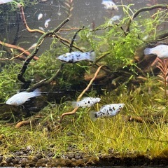 バルーンモーリー稚魚の画像