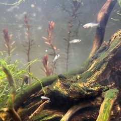 バルーンモーリー稚魚の画像