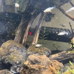 バルーンモーリー稚魚の画像