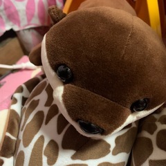 ぬいぐるみ  水族館限定の画像