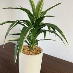 フェイクグリーンの画像