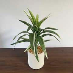 フェイクグリーンの画像