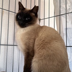 シャム猫系桜耳猫