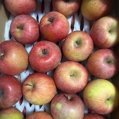 サンフジ
の画像