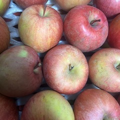 サンフジ
の画像