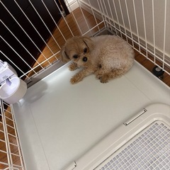 チワプーです。