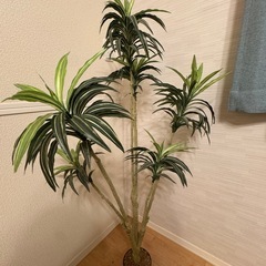 【観葉植物】の画像