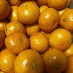 みかん　　
の画像