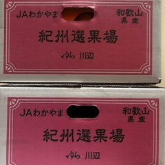 みかん　　
の画像