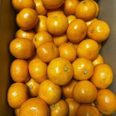 みかん　　
の画像