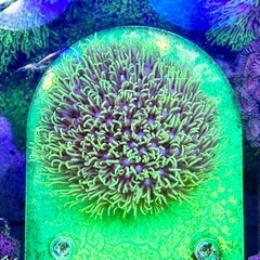 スターポリプ　蛍光グリーンフラグ品の画像