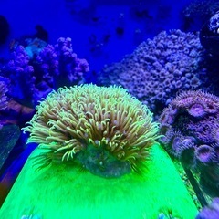 スターポリプ　蛍光グリーンフラグ品の画像