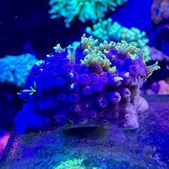 スターポリプ　蛍光グリーンフラグ品の画像