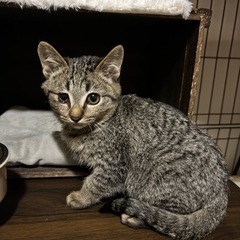 控えめな性格のグルくん