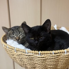 正式譲渡決定しました。 − 大阪府