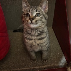 正式譲渡決定しました。 - 猫