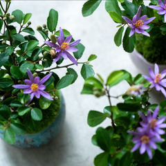 睡蓮木譲りますの画像