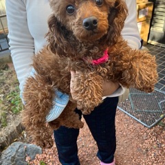 トイプードル、雌、６歳