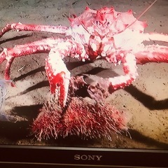 SONY液晶テレビの画像