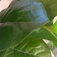 【受付終了】ウンベラータ【ニトリ】の画像