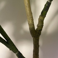 【受付終了】ウンベラータ【ニトリ】の画像