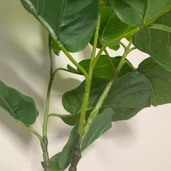 【受付終了】ウンベラータ【ニトリ】の画像