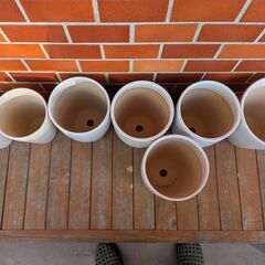 【商談中】胡蝶蘭白　小ｘ7ヶの画像