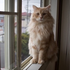 サイベリアン　女の子