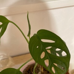 🌈マドカズラ①🌈の画像