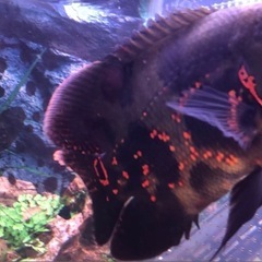 熱帯魚　オスカーの画像
