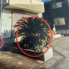 ソテツ 約30年 引き取り限定 掘り取り可能の画像