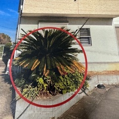 ソテツ 約30年 引き取り限定 掘り取り可能の画像