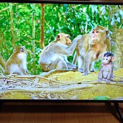 無料配送 美品 2025年 SHARP AQUOS 43V型 4T-C43GL1 4K液晶テレビ HDR10 Youtube NETFLIX 多機能音声リモコン(371)の画像