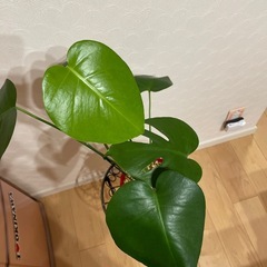 🌈モンステラ②🌈の画像