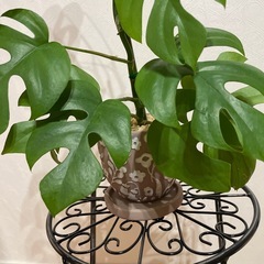 🌈ヒメモンステラ①🌈の画像