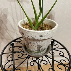 🌈モンステラ③🌈の画像