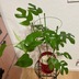 ランキングキーワードに紐づく投稿画像-観葉植物