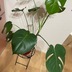 ランキングキーワードに紐づく投稿画像-観葉植物