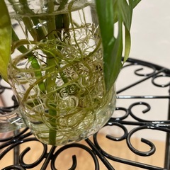 🌈マドカズラ②🌈の画像