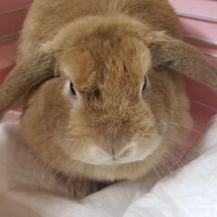 ロップイヤー 女の子