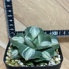 アガベ　王妃雷神　白中斑　子株付き⭐︎ 鉢ごとの画像