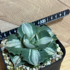 アガベ　王妃雷神　白中斑　子株付き⭐︎ 鉢ごとの画像