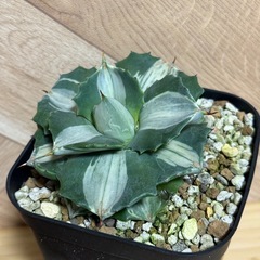 アガベ　王妃雷神　白中斑　子株付き⭐︎ 鉢ごとの画像