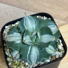 アガベ　王妃雷神　白中斑　子株付き⭐︎ 鉢ごとの画像