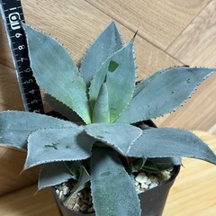 アガベ　ドラゴントゥース　子株付き⭐︎鉢ごとの画像