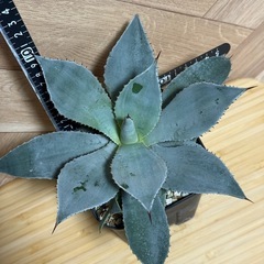 アガベ　ドラゴントゥース　子株付き⭐︎鉢ごとの画像